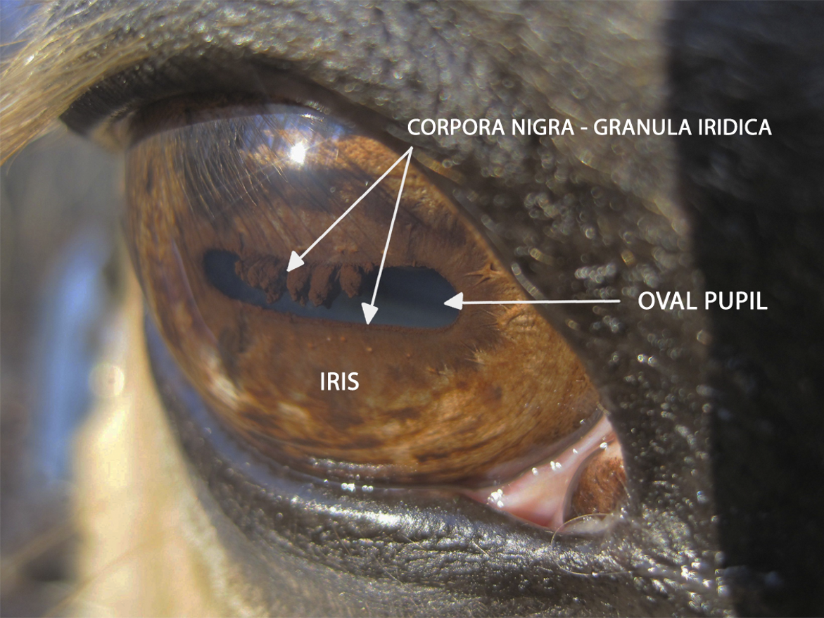 More than Meets the Eye - Understanding Equine Vision