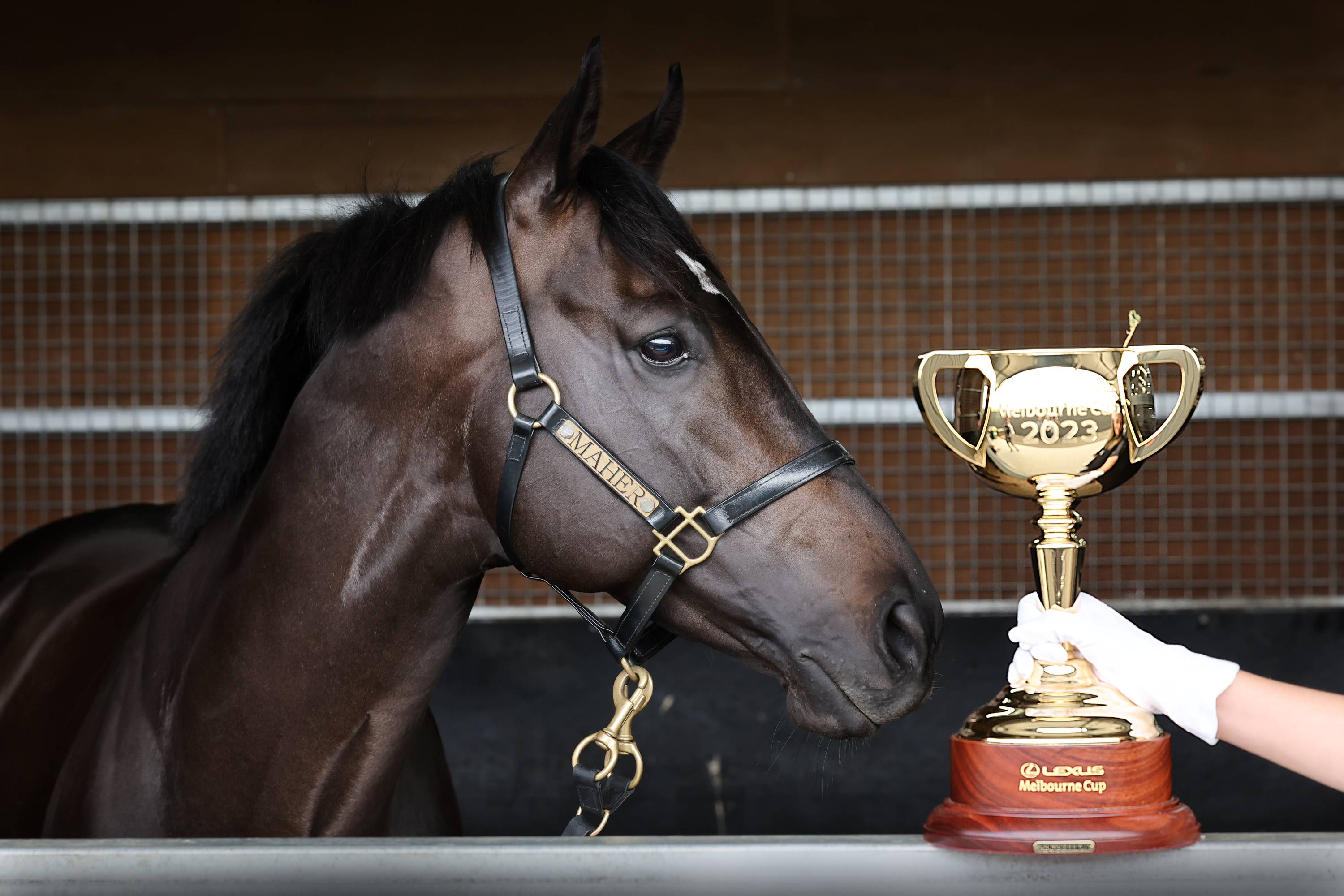 Lexus Melbourne Cup picture firms with 132 nominations